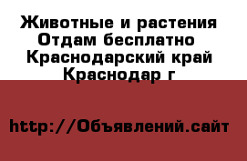 Животные и растения Отдам бесплатно. Краснодарский край,Краснодар г.